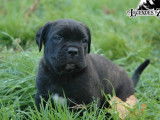 Chiots Cane Corso LOF &agrave; r&eacute;server