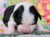 Chiots Border Collie LOF à réserver