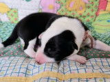 Chiots Border Collie LOF à réserver