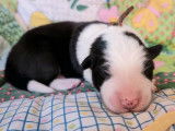 Chiots Border Collie LOF à réserver