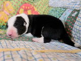 Chiots Border Collie LOF à réserver