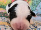 Chiots Border Collie LOF à réserver