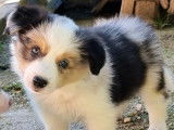 Chiot mâle Border Collie LOF bleu merle tricolore à vendre