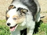 Chiot mâle Border Collie LOF bleu merle tricolore à vendre