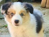 Chiot mâle Border Collie LOF bleu merle tricolore à vendre
