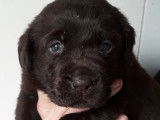 Chiots Labrador Retriever LOF à réserver