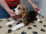 Chiots Beagle LOF à réserver