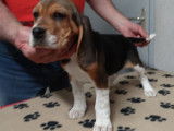Chiots Beagle LOF à réserver
