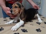 Chiots Beagle LOF à réserver