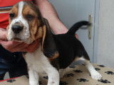 Chiots Beagle LOF à réserver