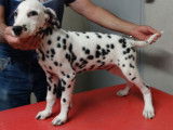 Chiots Dalmatien LOF à vendre
