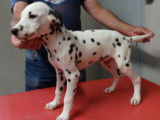 Chiots Dalmatien LOF à vendre