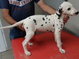 Chiots Dalmatien LOF à vendre