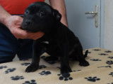 Chiots Staffordshire Bull Terrier noir LOF &agrave; r&eacute;server