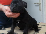 Chiots Staffordshire Bull Terrier noir LOF &agrave; r&eacute;server