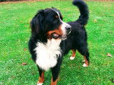 Bouvier Bernois mâle disponible pour saillie
