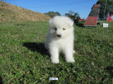 Chiot mâle Samoyède LOF à vendre