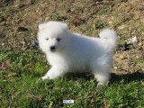 Chiot mâle Samoyède LOF à vendre