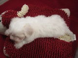 Chiot mâle Coton de Tuléar LOF à vendre