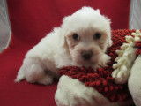 Chiot mâle Coton de Tuléar LOF à vendre