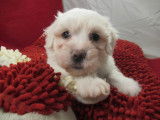 Chiot mâle Coton de Tuléar LOF à vendre