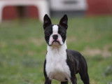 Adulte Boston Terrier mâle noir et blanc LOF pour saillie