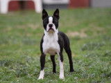 Adulte Boston Terrier mâle noir et blanc LOF pour saillie