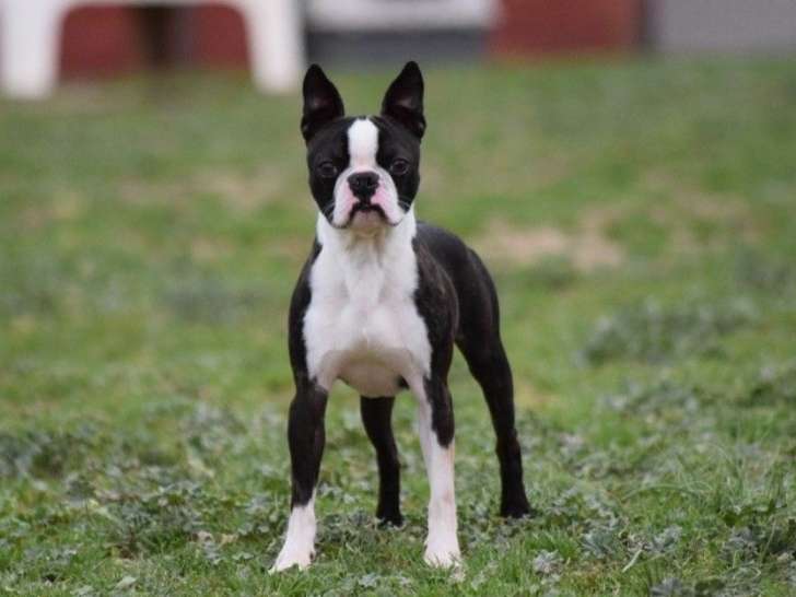 Adulte Boston Terrier m le noir et blanc LOF pour saillie Petite