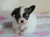 Chiots Epagneul Papillon LOF &agrave; r&eacute;server