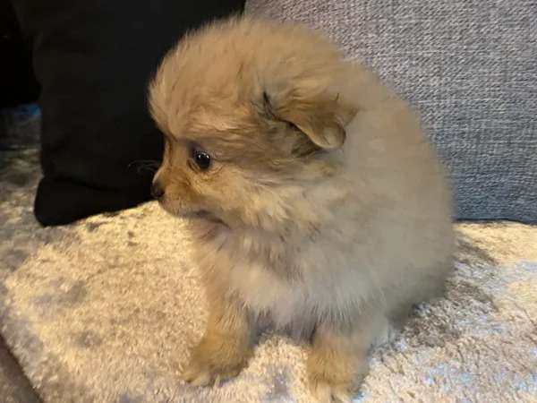 Chiot femelle Spitz Pomeranian crème non LOF à vendre