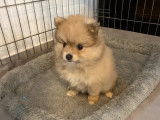 Chiot femelle Spitz Pomeranian crème non LOF à vendre