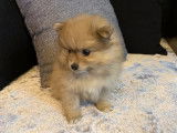 Chiot femelle Spitz Pomeranian crème non LOF à vendre