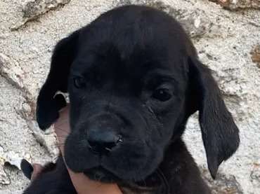 Deux chiots femelles Dogue Allemand noires non LOF disponibles à la vente