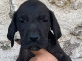 Deux chiots femelles Dogue Allemand noires non LOF disponibles à la vente