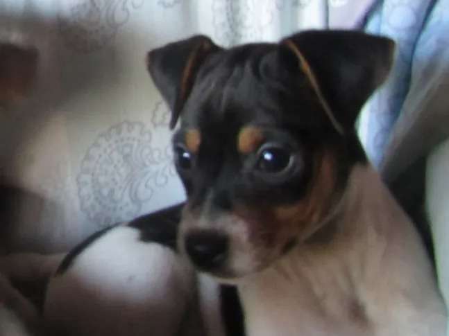 À vendre : des chiots Terrier Brésilien tricolores LOF (mâles et femelles)