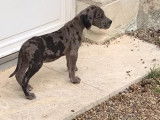 Des chiots femelles Dogue Allemand non LOF gris bigarr&eacute; de noir &agrave; acheter