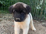Des chiots Akita Américain bicolores LOF à vendre