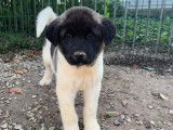 Des chiots Akita Américain bicolores LOF à vendre