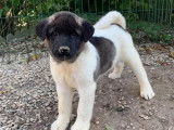 Des chiots Akita Américain bicolores LOF à vendre