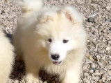 Des chiots m&acirc;les Samoy&egrave;de cr&egrave;me LOF &agrave; acheter
