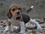 À réserver, six chiots Beagle tricolores (LOF)