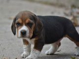 À réserver, six chiots Beagle tricolores (LOF)
