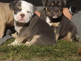 Vente de trois chiots American Bully tricolores mâles (non LOF)