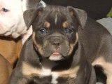 Vente de trois chiots American Bully tricolores mâles (non LOF)