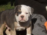 Vente de trois chiots American Bully tricolores mâles (non LOF)