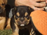 Vente de trois chiots American Bully tricolores mâles (non LOF)