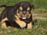 Vente de trois chiots American Bully tricolores mâles (non LOF)