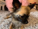 &Agrave; vendre, quatre chiots Chihuahua &agrave; poils longs (non LOF)
