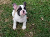 À vendre, chiot Bouledogue Français mâle de couleur caille fauve rouge (non LOF)