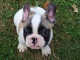 À vendre, chiot Bouledogue Français mâle de couleur caille fauve rouge (non LOF)